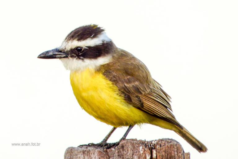 Bem-te-vizinho-do-brejo