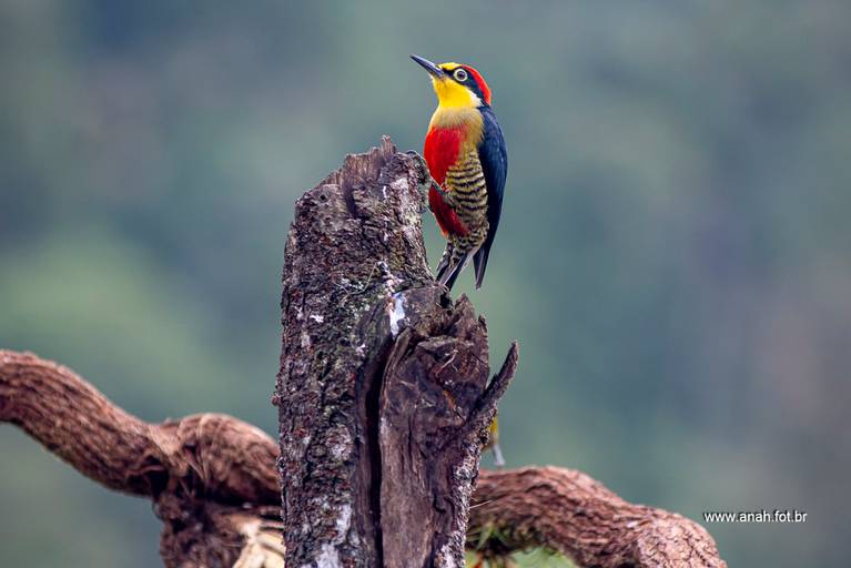 Benedito de Testa amarela
