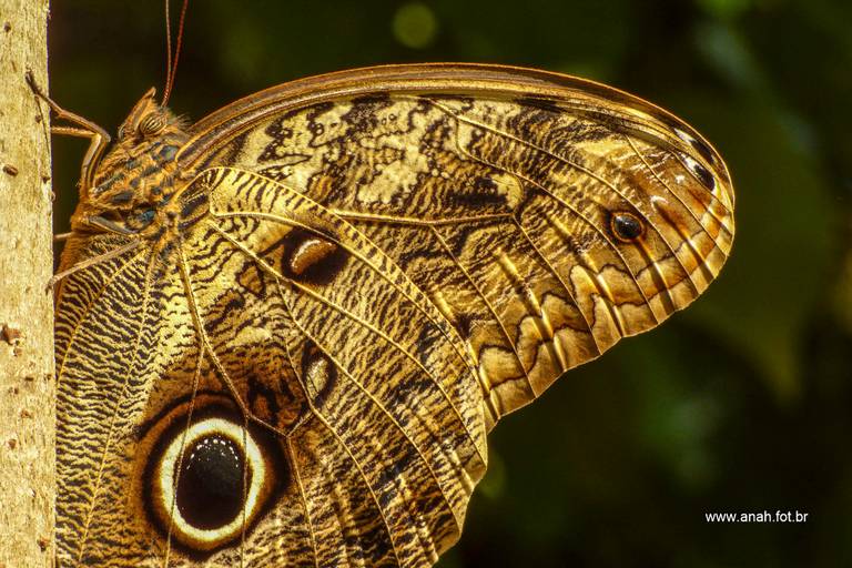 Borboleta Olho de coruja