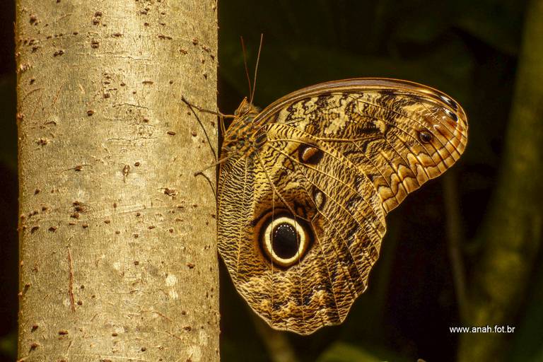 Borboleta Olho de coruja