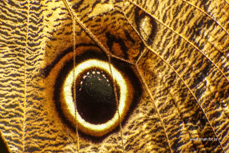 Borboleta Olho de coruja