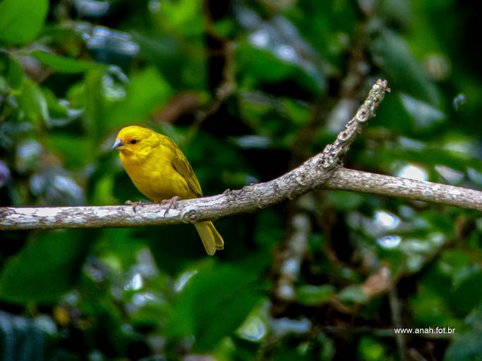 Canário-da-terra-verdadeiro
