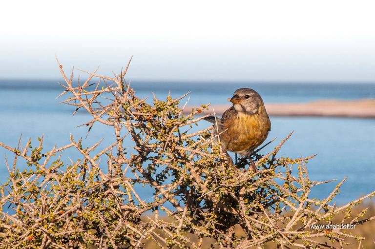 Canário-de-garganta-preta