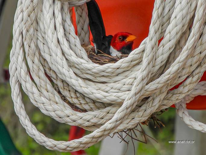 Cardeal-do-Pantanal no ninho