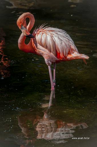 Flamingo