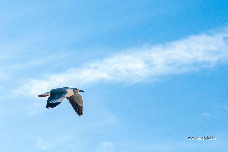 Gaivota-de-cabeça-cinza