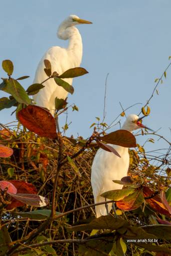 Graça-branca com filhote