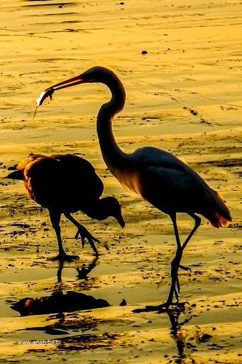 Graça-branca com urubú