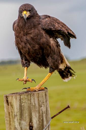 Gavião-asa-de-telha