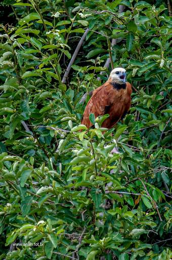 Gavião-belo