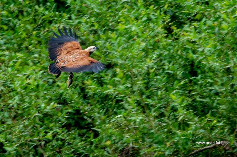 Gavião-belo