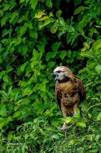 Gavião-belo