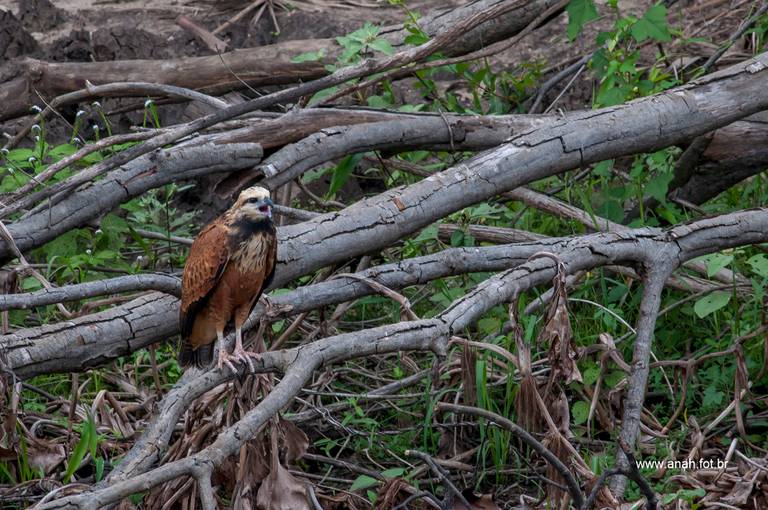 Gavião-belo