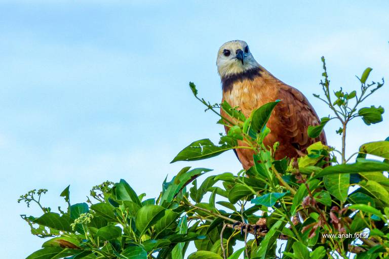 Gavião-belo