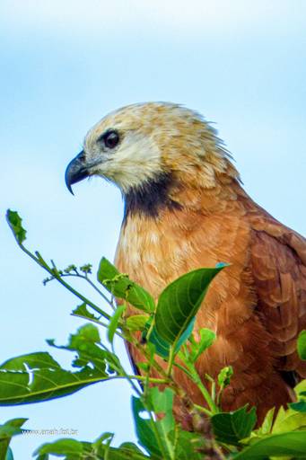 Gavião-belo