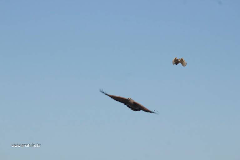Gavião caçando coruja