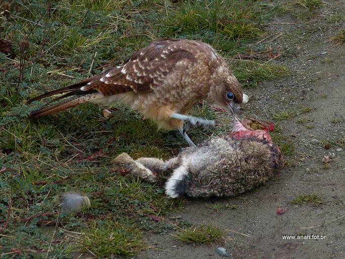 Gavião comendo lebre