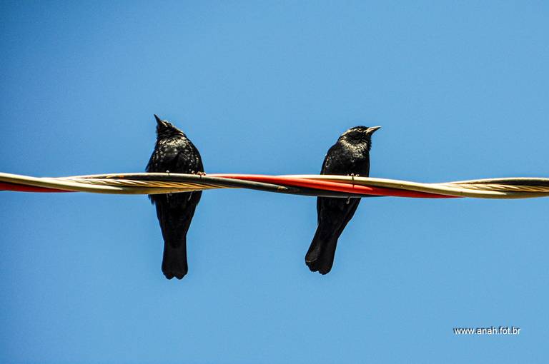 Graúna ou Pássaro-preto