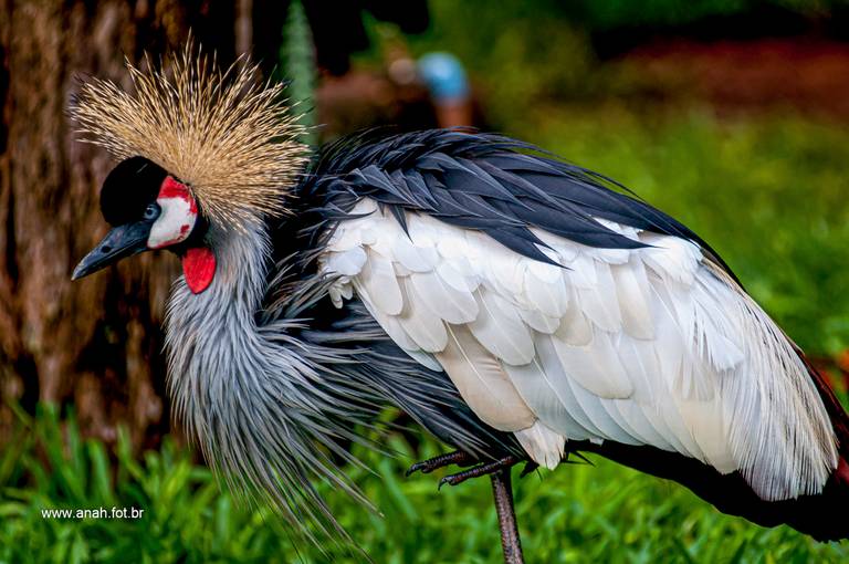 Grou-coroado-cinzento