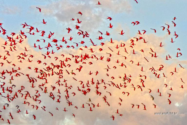 Guará-vermelho revoada