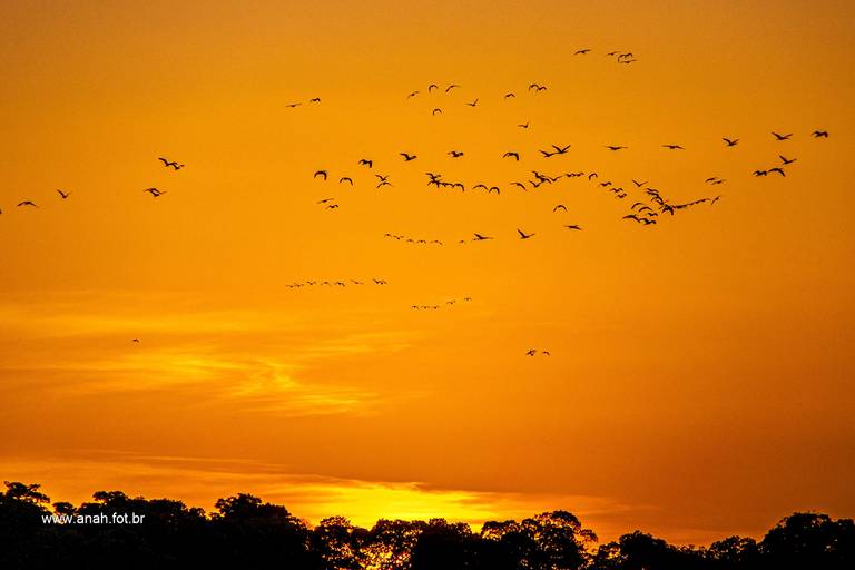 Guará-vermelho revoada