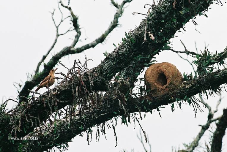 João-de-barro e ninho