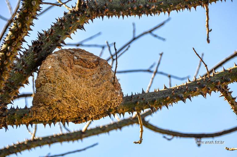 ninho de João-de-barro