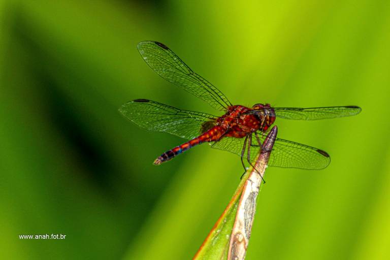 Libélula-cor-de-sangue