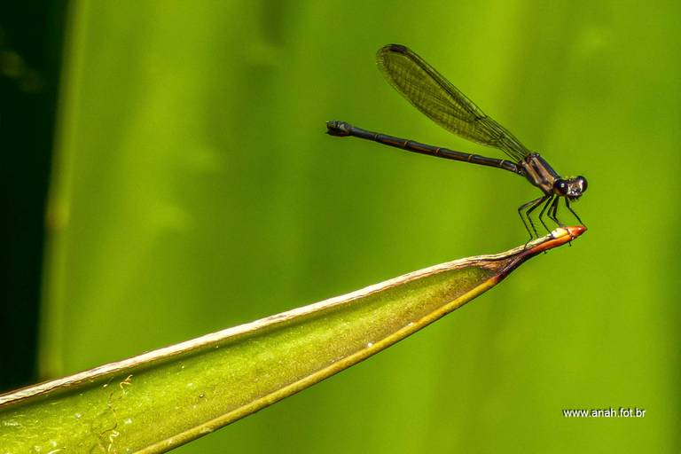 Libélula-donzelinha