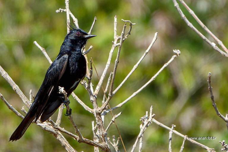 Maria Preta de penacho