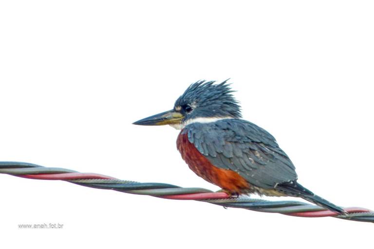 Martim-pescador-grande