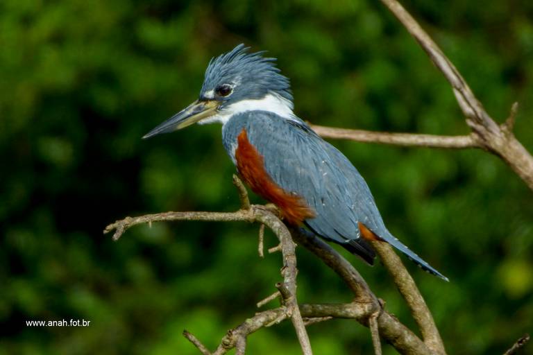Martim-pescador-grande
