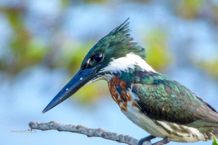 Martim-pescador-verde