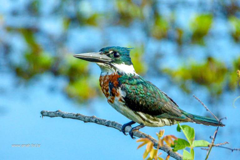 Martim-pescador-verde