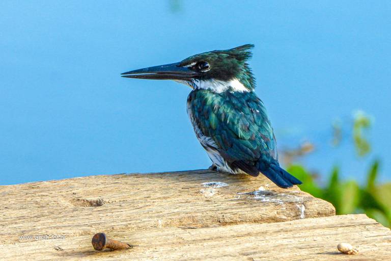 Martim-pescador-verde