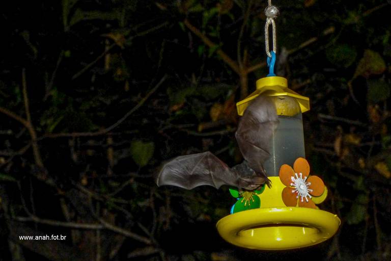 Morcego no bebedouro