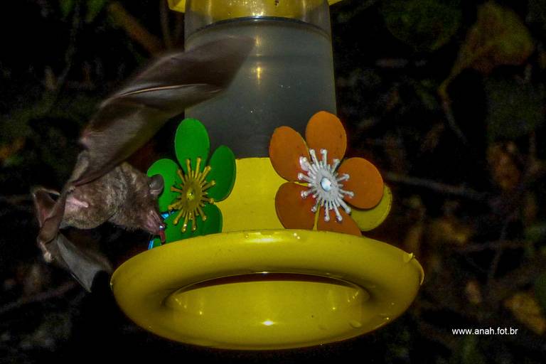 Morcego no bebedouro