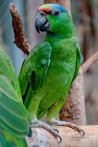 Papagaio-de-várzea