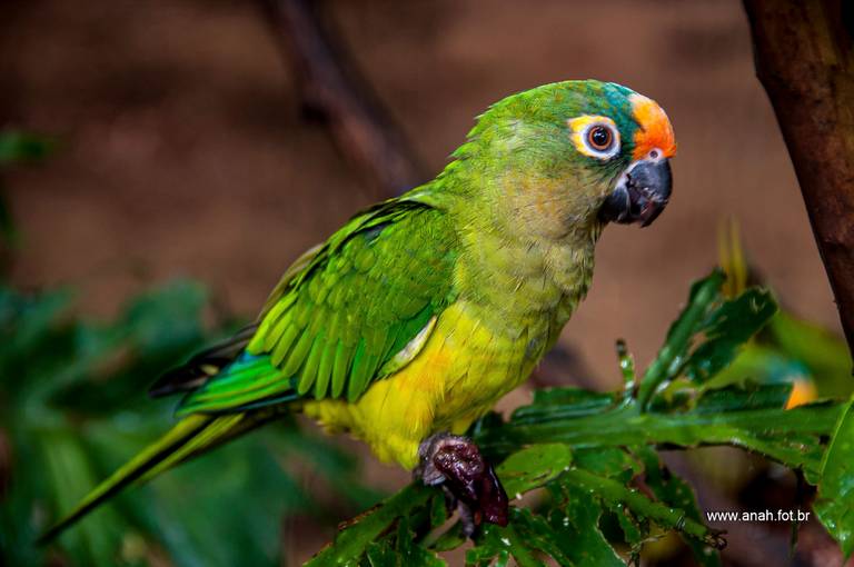 Papagaio-conure
