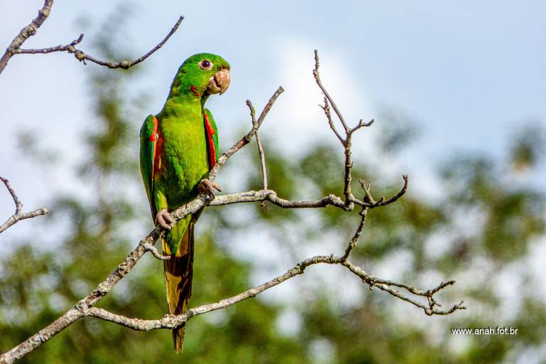 Periquitão-maracanã