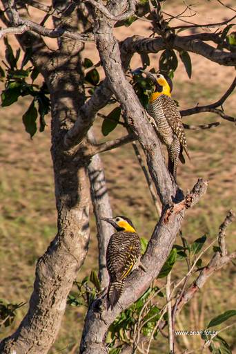 Pica-pau-da-cabeça-amarela