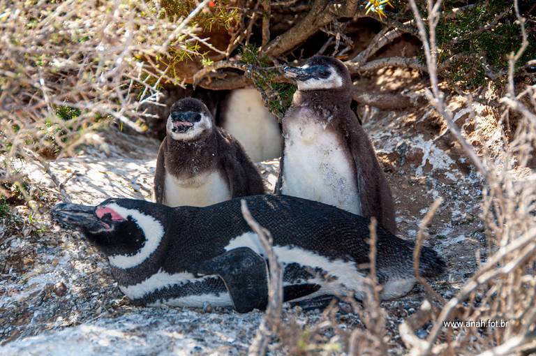 Pinguim-de-Magalhães