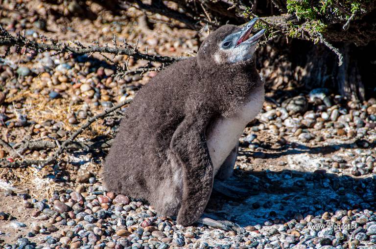 Pinguim-de-Magalhães