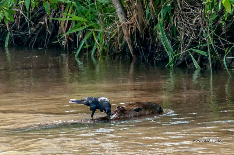 Pássaro-preto e capivara