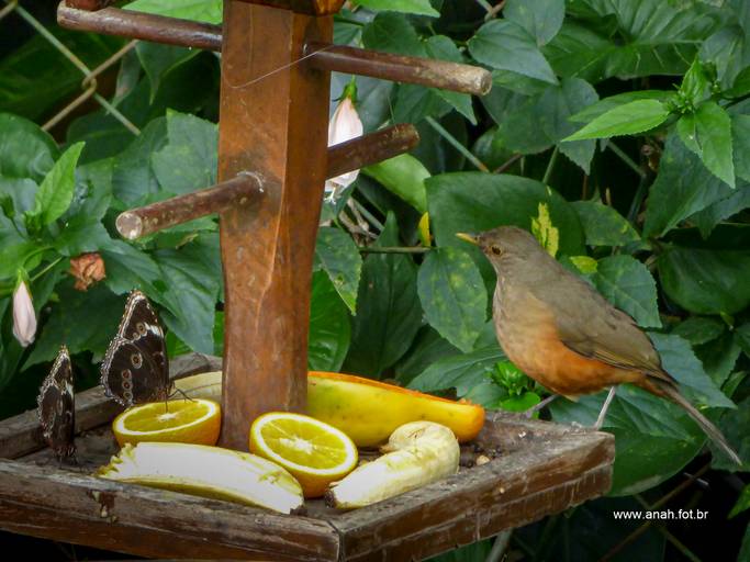 Sabiá com borboletas