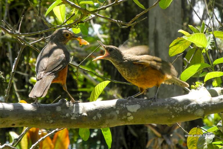 Sabiá alimentando filhote
