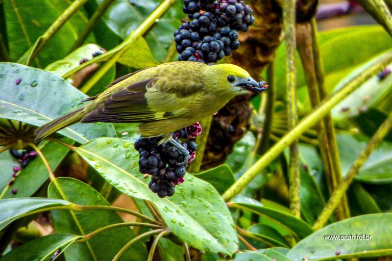 Sanhaçu-dos-coqueiros