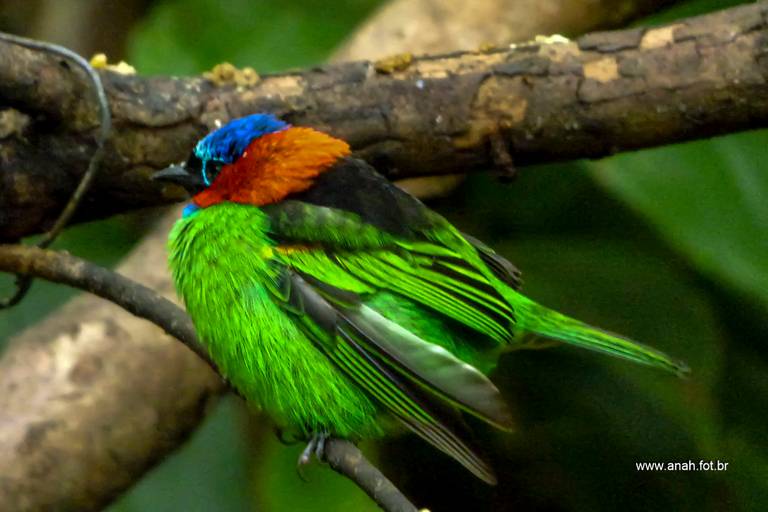 Saíra Militar Tangara
