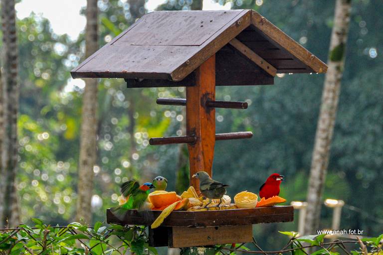 Saíra Militar Tangara, Sanhaçu cinza e Tié Sangue