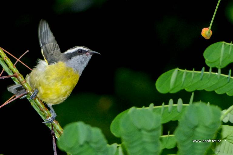 Sebinho ou Cambacica